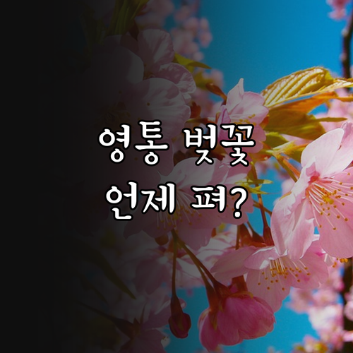 2026년 수원 영통구 벚꽃 개화 시기 및 만개일 정보