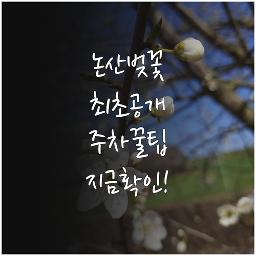 논산 벚꽃 개화시기와 탑정호 관촉사 주차 이용 팁