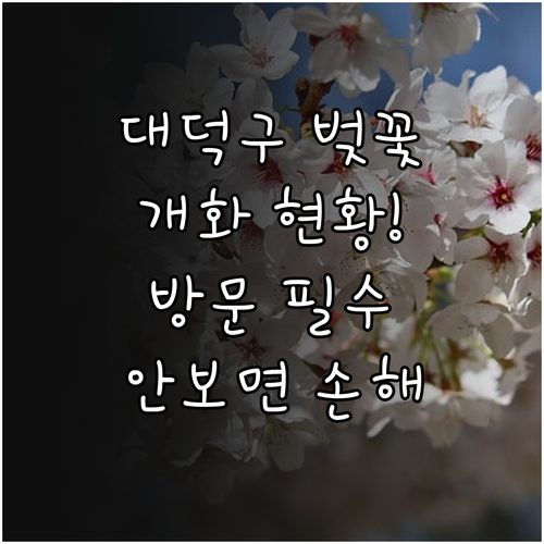 대덕구 벚꽃 축제 방문 전 확인사항 개화 현황 명소 정보